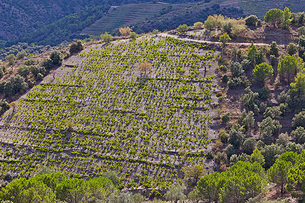 Coster near Porrera, Priorat.