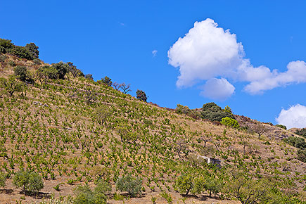 Coster near Porrera, Priorat.