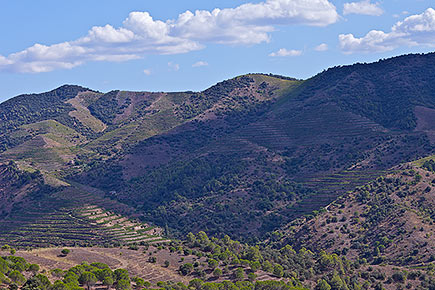 Coster near Porrera, Priorat.