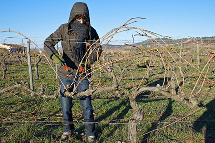 Pruning an old Syrah vine Pruning an old syrah vine