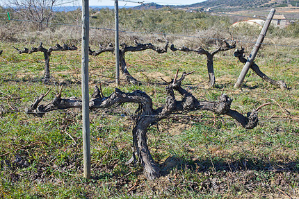 Double-armed Royat vine after pruning