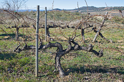 Double-armed Royat vine before pruning
