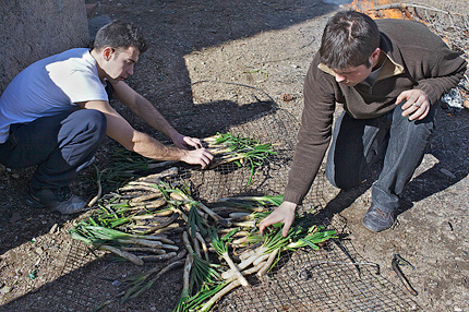 Preparing the calçots for grilling